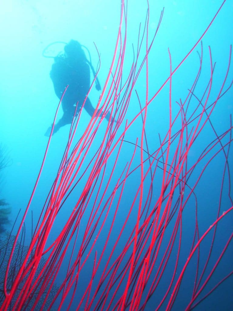 Kalinda - Diving Tours